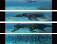 THE WATER DIVINER, 2008 VIDEO PROJECTION (BASED ON PHOTOGRAPHS BY UMEED MISTRY), COLOR, SILENT 3’