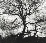 ANTIGONI KAVVATHA AGONY IN THE GARDEN, 2010 ACRYLICS ON MYLAR  158 X 122 CM