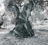 OLIVIERS, 2008-2011 INKJET, PIGMENT INK 114 X 114 CM EACH
