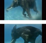 THE WATER DIVINER, 2008 VIDEO PROJECTION (BASED ON PHOTOGRAPHS BY UMEED MISTRY), COLOR, SILENT 3’